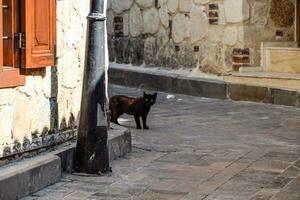 Black cat around corner at home. Black cat runs across the road. photo