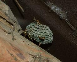 Wasp nest with wasps sitting on it. Wasps polist. The nest of a family of wasps which is taken a close-up photo