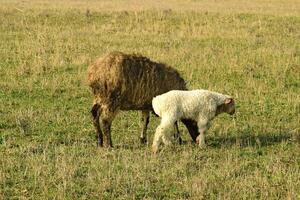 Sheep in the pasture photo