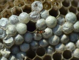 Ant on the abandoned hornet's nest photo