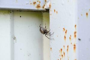 female spider of the crosspiece weaves the net. Spider on the fence. photo