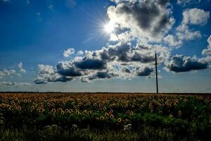 campo de girasoles florecientes foto