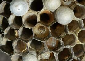 The larvae in honeycombs hornet's nest. photo