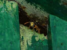 Wasp male peeking out of hiding. The marriage between wasps Polistes. photo