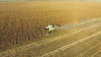 Harvester harvests corn. Collect corn cobs with the help of a combine harvester. Ripe corn on the field. photo