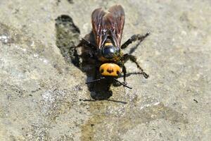 megascolia maculata. el mamut avispa. foto