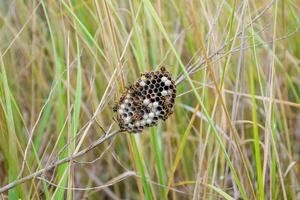 Nest of wasps polist in the grass. Small view wasp polist photo