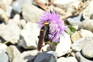 Megascolia maculata. The mammoth wasp. photo