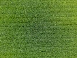 el trigo campo es verde. joven trigo en el campo. ver desde arriba. textural antecedentes de verde trigo. verde césped. foto