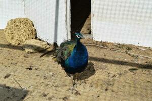 masculino de un pavo real en el aire libre jaula foto