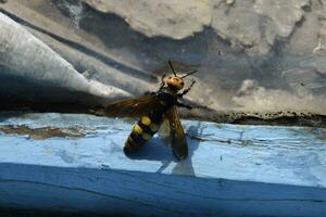 Megascolia maculata. The mammoth wasp. photo