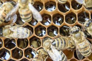Macro photograph of bees. Dance of the honey bee. Bees in a bee hive on honeycombs. photo