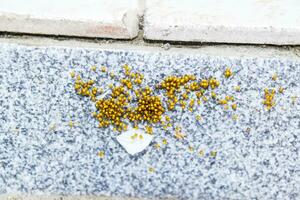 Young spiders, hatched from eggs in the nest. Colony of newborn photo