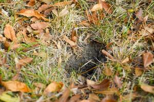 Wasps fly into their nest. Mink with an aspen nest. Underground photo