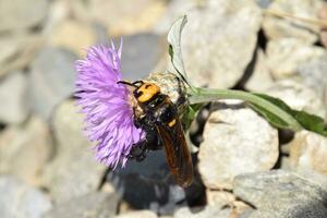 Megascolia maculata. The mammoth wasp. photo
