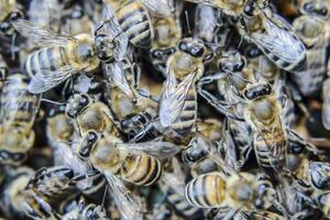 Macro photograph of bees. Dance of the honey bee. Bees in a bee hive on honeycombs. photo
