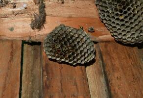Wasp nest with wasps sitting on it. Wasps polist. The nest of a family of wasps which is taken a close-up photo