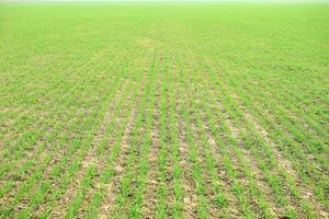 Spring winter wheat field photo