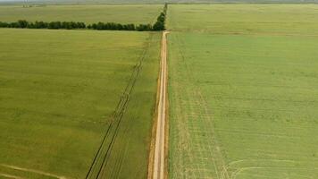 un suciedad la carretera Entre el campos de trigo y guisantes. foto