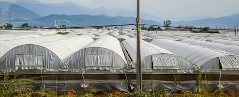 Turkish greenhouses, growing tomatoes in greenhouses photo