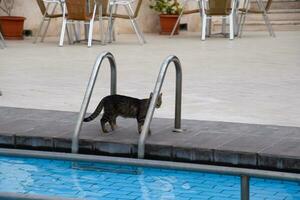Tabby cat near the pool. photo