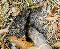 Wasps fly into their nest. Mink with an aspen nest. Underground photo