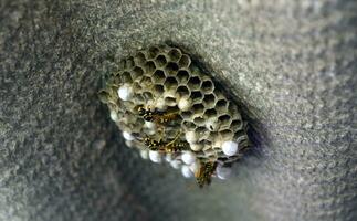 Wasp nest with wasps sitting on it. Wasps polist. The nest of a family of wasps which is taken a close-up photo