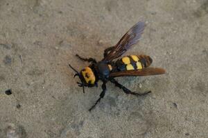 Megascolia maculata. The mammoth wasp. photo