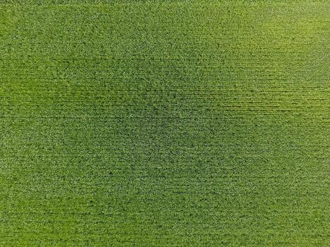 The wheat field is green. Young wheat on the field. View from above. Textural background of green wheat. Green grass. photo