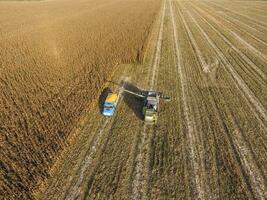 Combine harvester pours corn grain into the truck body. Harvester harvests corn. photo