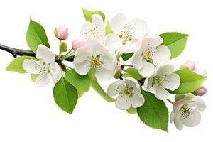 AI generated Apple blossom branch with pink flowers isolated on white background cutout, Cherry blossom with green leaves isolated on a white background, AI Generated photo