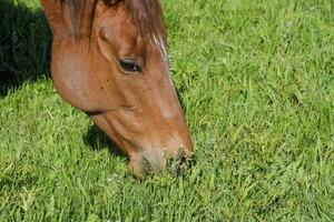 Horses graze in the pasture. Paddock horses on a horse farm. Walking horses photo