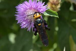 Megascolia maculata. The mammoth wasp. photo