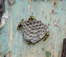 Nest of wasps in the old electrical switchboard. Wasp polist. photo