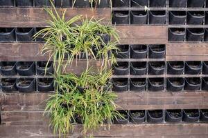 Flower pots in the wall, indoor plants in pots on street. photo