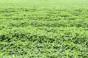 the Soy field. photo