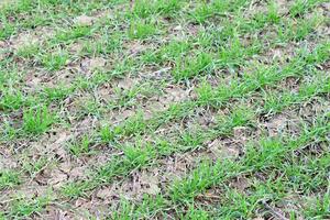 Spring winter wheat field photo