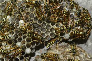 Wasp nest with wasps sitting on it. photo