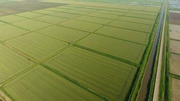Growing rice on flooded fields. Ripe rice in the field, the beginning of harvesting. A birds-eye view. photo