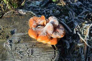 Orange mushrooms on a stub photo
