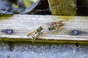 Two wasps polists sit opposite each other in a shed. photo