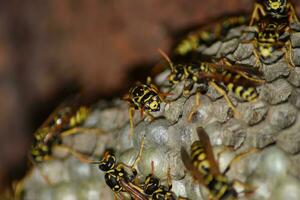 Wasp nest with wasps sitting on it. Wasps polist. The nest of a family of wasps which is taken a close-up photo