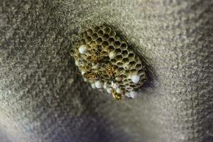 Wasp nest with wasps sitting on it. Wasps polist. The nest of a photo