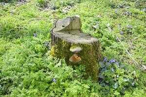 Mushroom tinder on stump of sawn plum overgrown with moss. photo