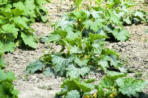 Vegetable garden with zucchini and corn. Vegetable beds in the garden. Weed beds. photo