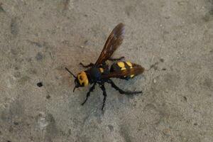 Megascolia maculata. The mammoth wasp. photo