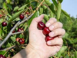 Berries of sweet cherries in a hand. Ripe sweet cherry. photo