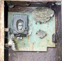 Nest of wasps in the old electrical switchboard. Wasp polist. photo