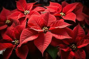 AI generated Poinsettias - Generative AI photo