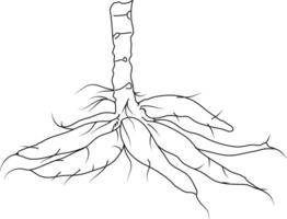 Cassava tuber vector sketch. Botanical design of manioc